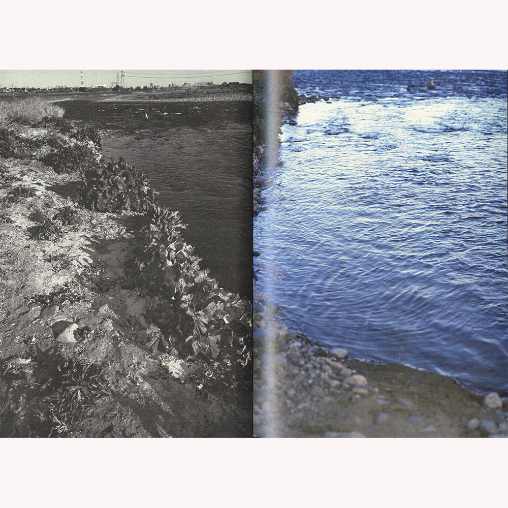 『植物、多摩川中流域、冬』 横田大輔　写真集