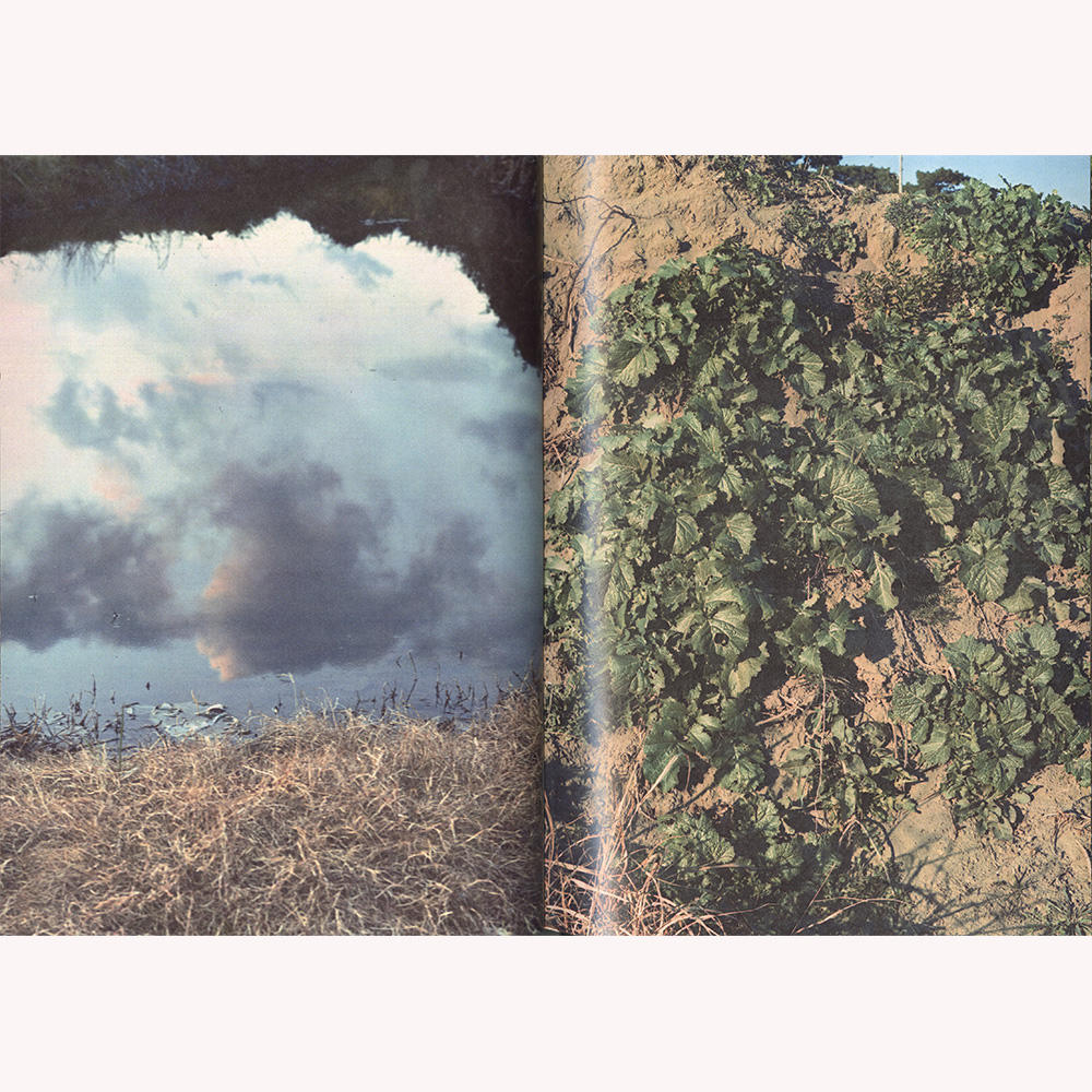 『植物、多摩川中流域、冬』 横田大輔　写真集