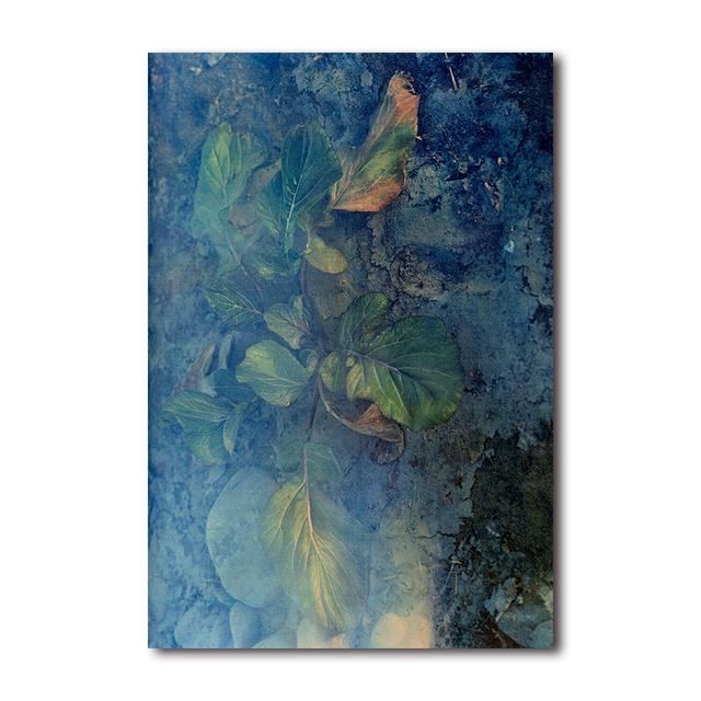 『植物、多摩川中流域、冬』 横田大輔　写真集