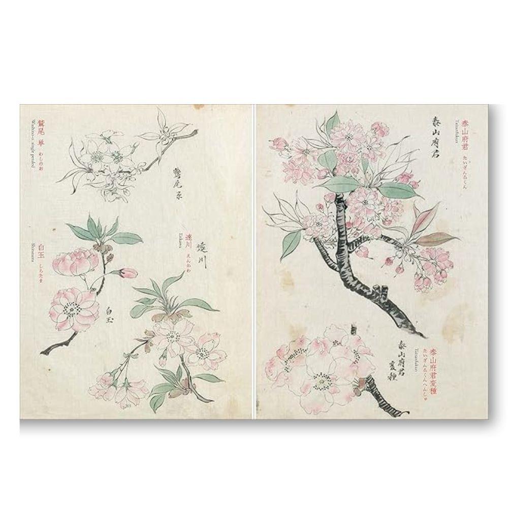 柴田是正の植物図