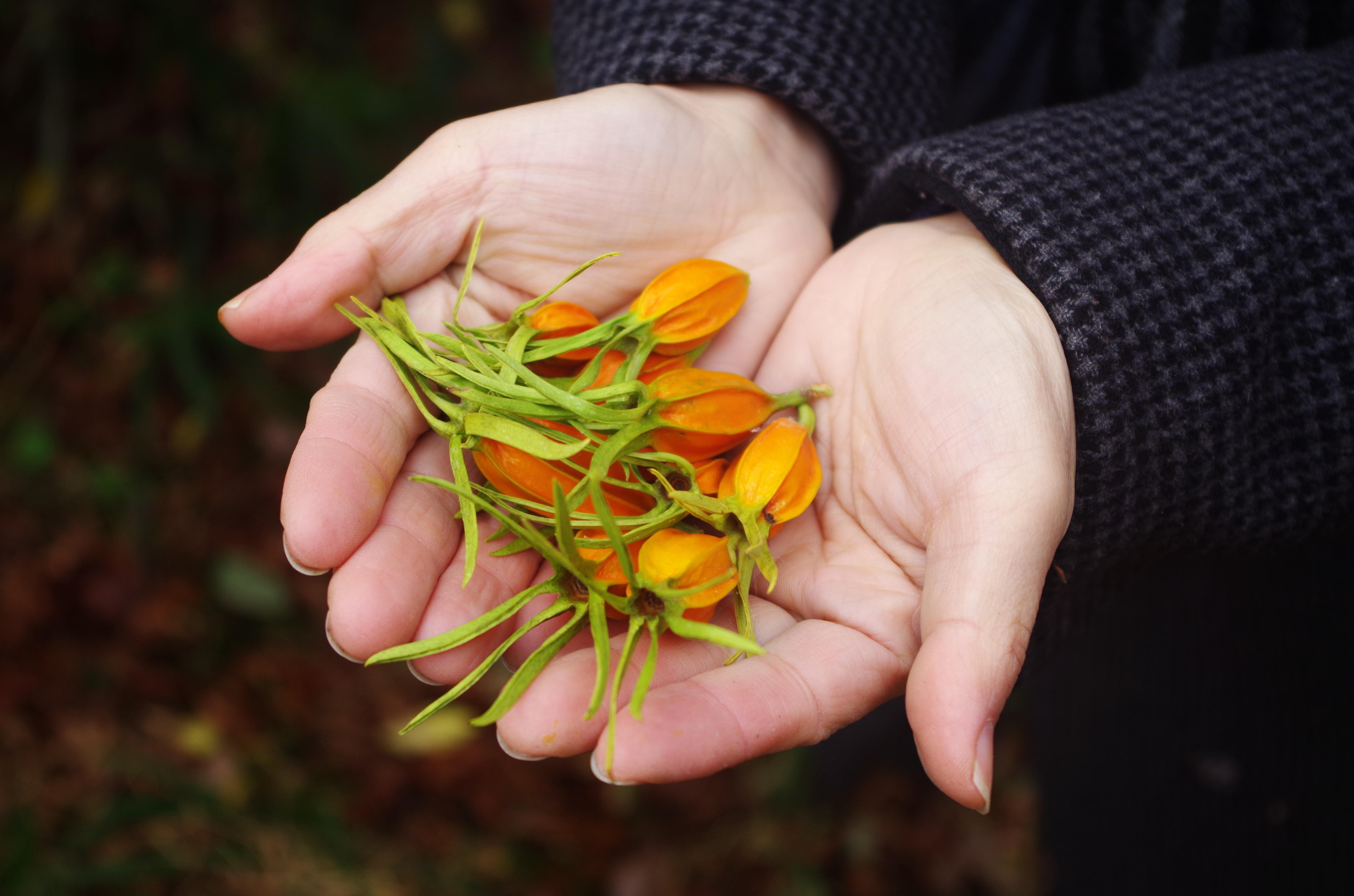 四季の菓（梔子）／琥珀糖