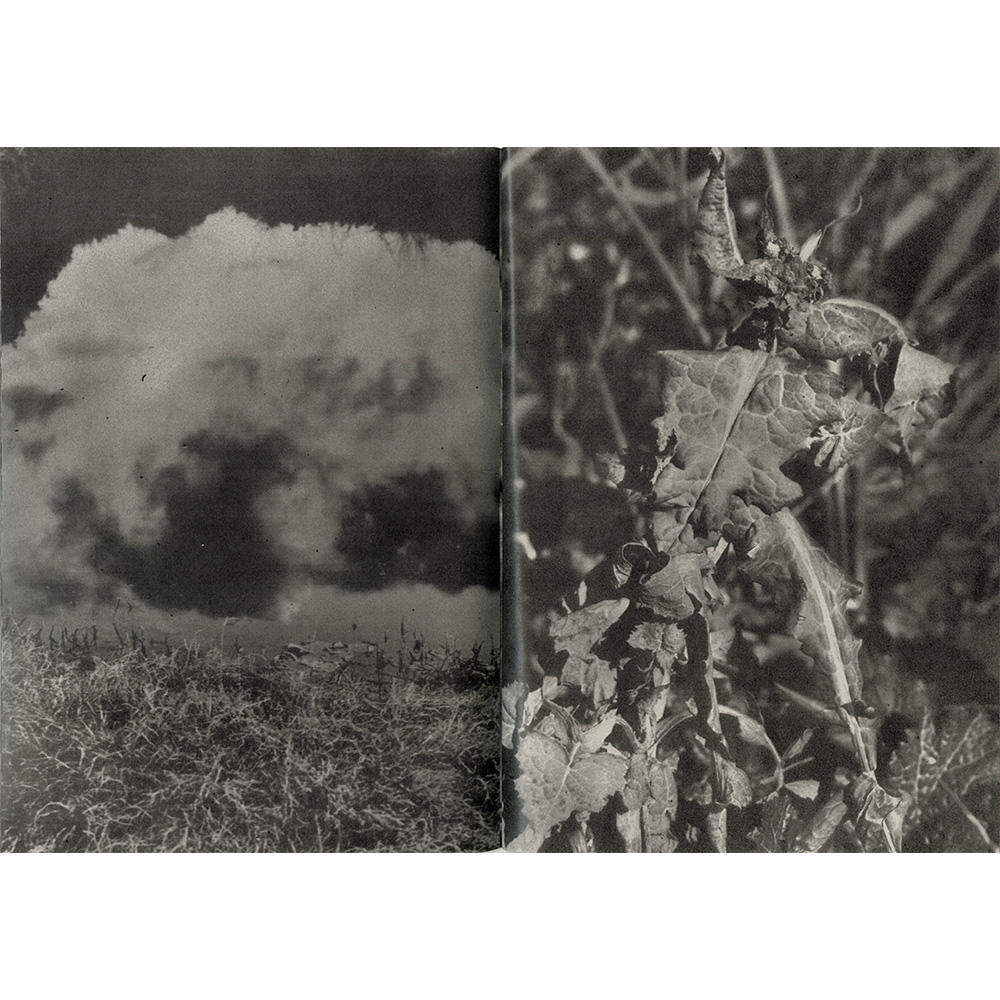 『植物、暗室のための習作』　横田大輔　写真集