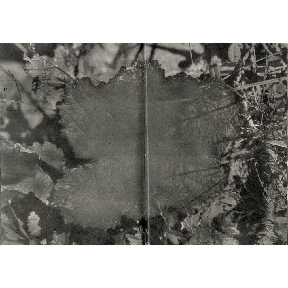 『植物、暗室のための習作』　横田大輔　写真集