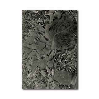 『植物、暗室のための習作』　横田大輔　写真集