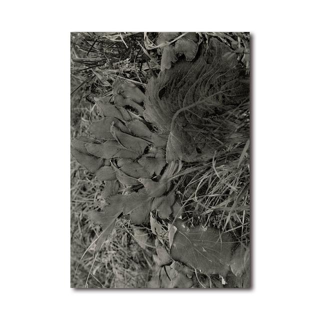 『植物、暗室のための習作』　横田大輔　写真集