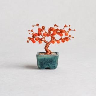 ネジッテBONSAIキット　柿