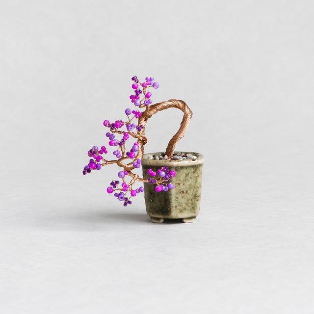 ネジッテBONSAIキット　紫式部