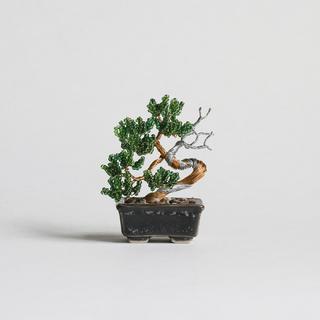 ネジッテBONSAIキット　真柏