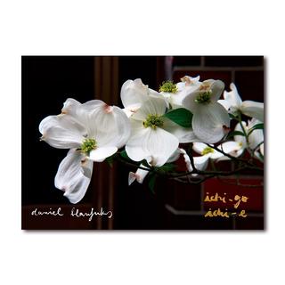 ichi-go ichi-e ダニエル・ブラーフックス 写真集