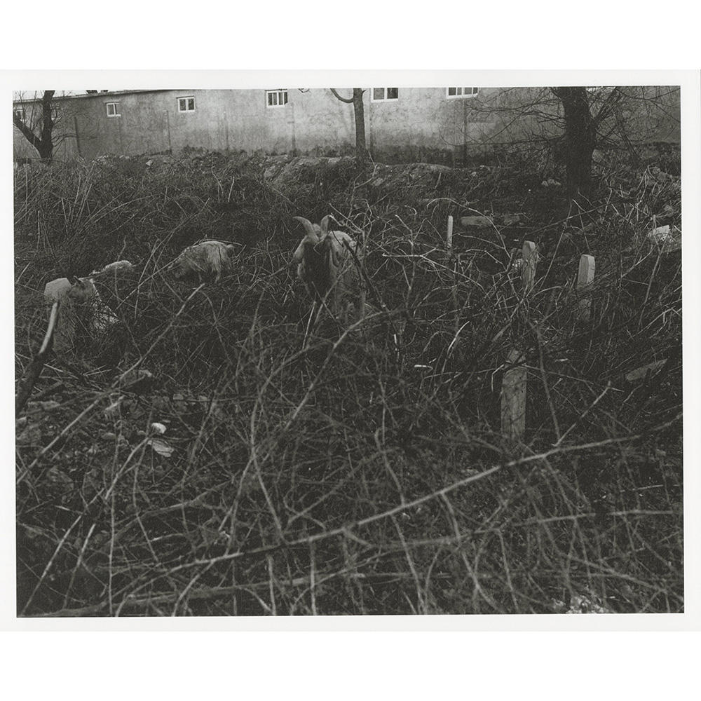 【通常版】SKELETON GOATS DUST STORMS by Osamu Kanemura（金村修） 写真集　