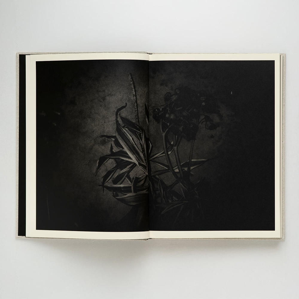 野村佐紀子　Lirio(サイン入）　表紙：SCAR Edition