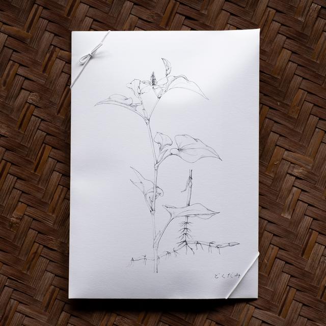 摘み草茶　どくだみ　tretre