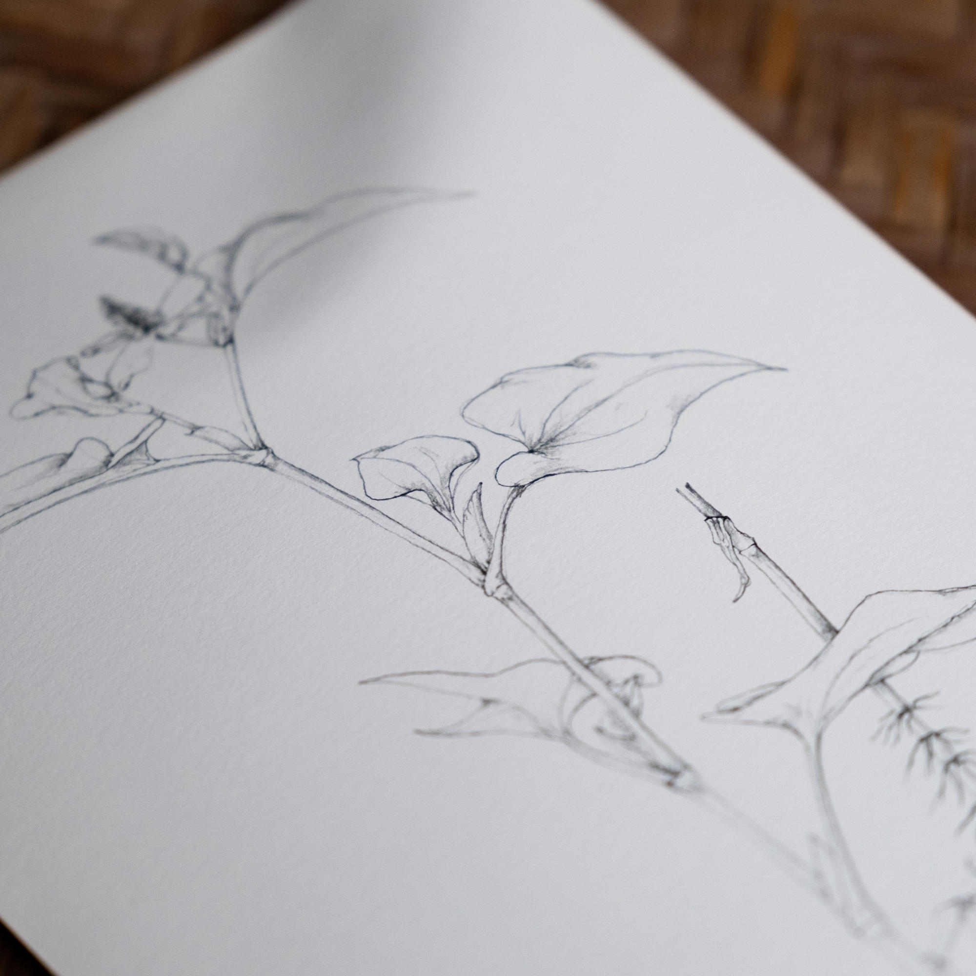 摘み草茶　どくだみ　tretre