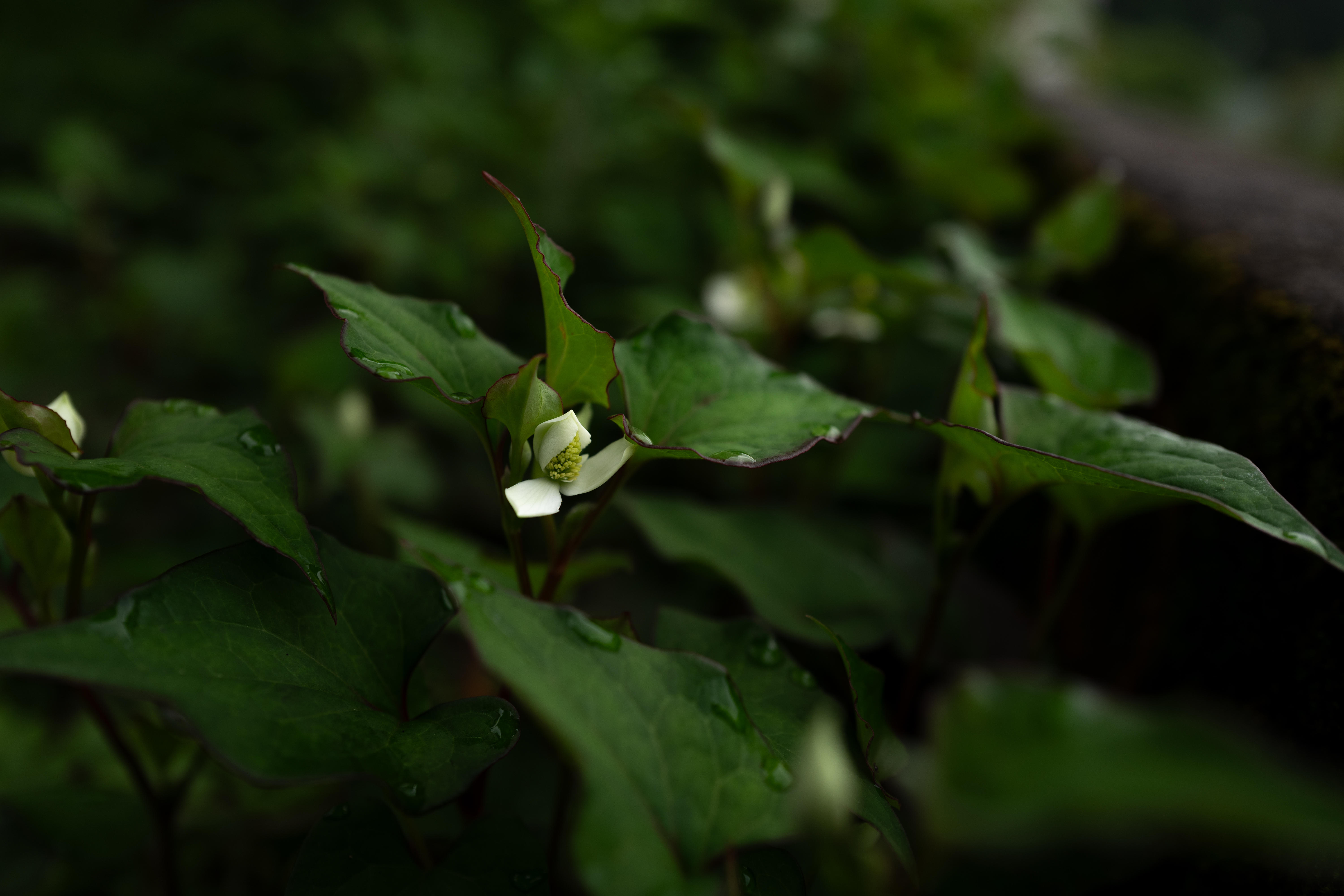 摘み草茶　どくだみ　tretre