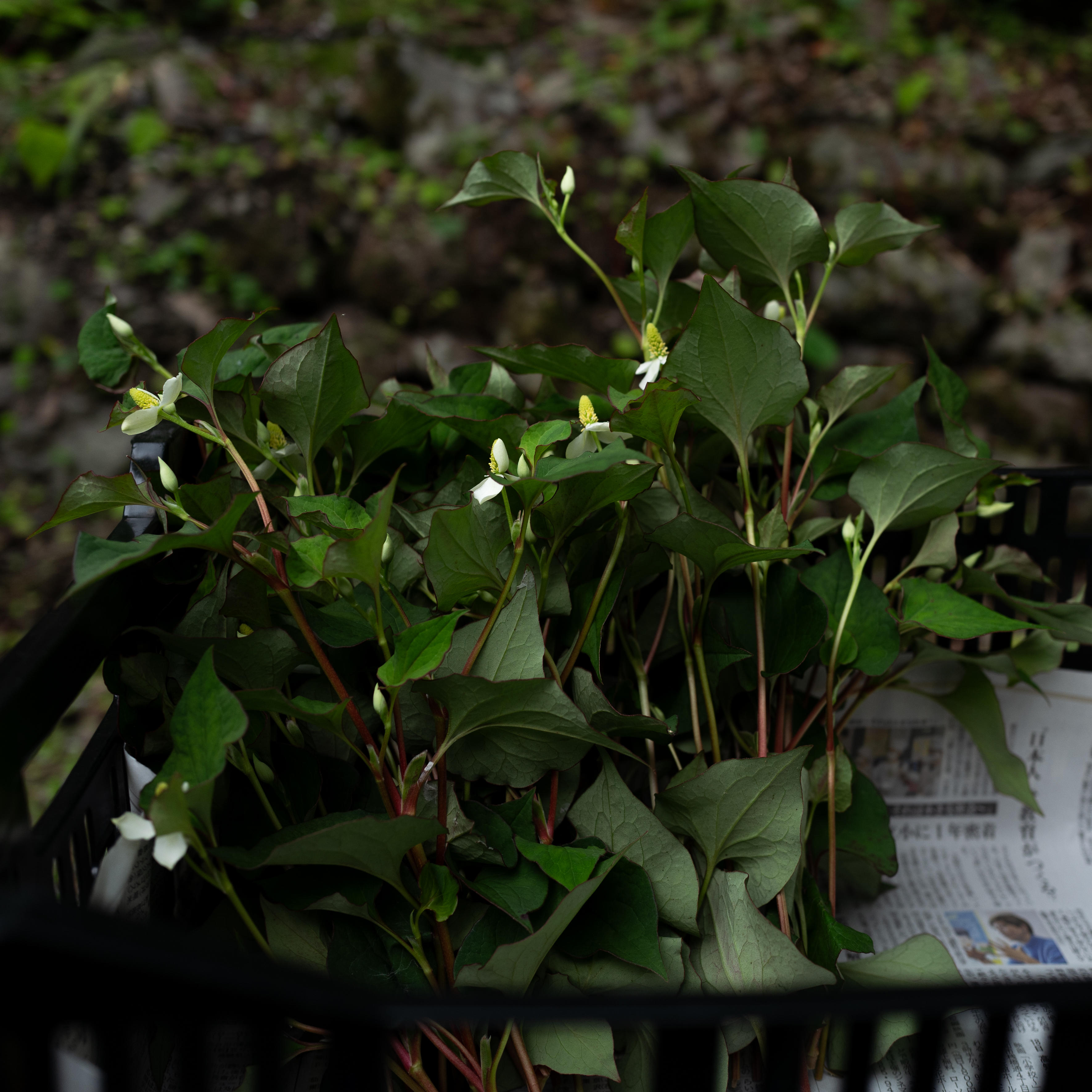 摘み草茶　どくだみ　tretre