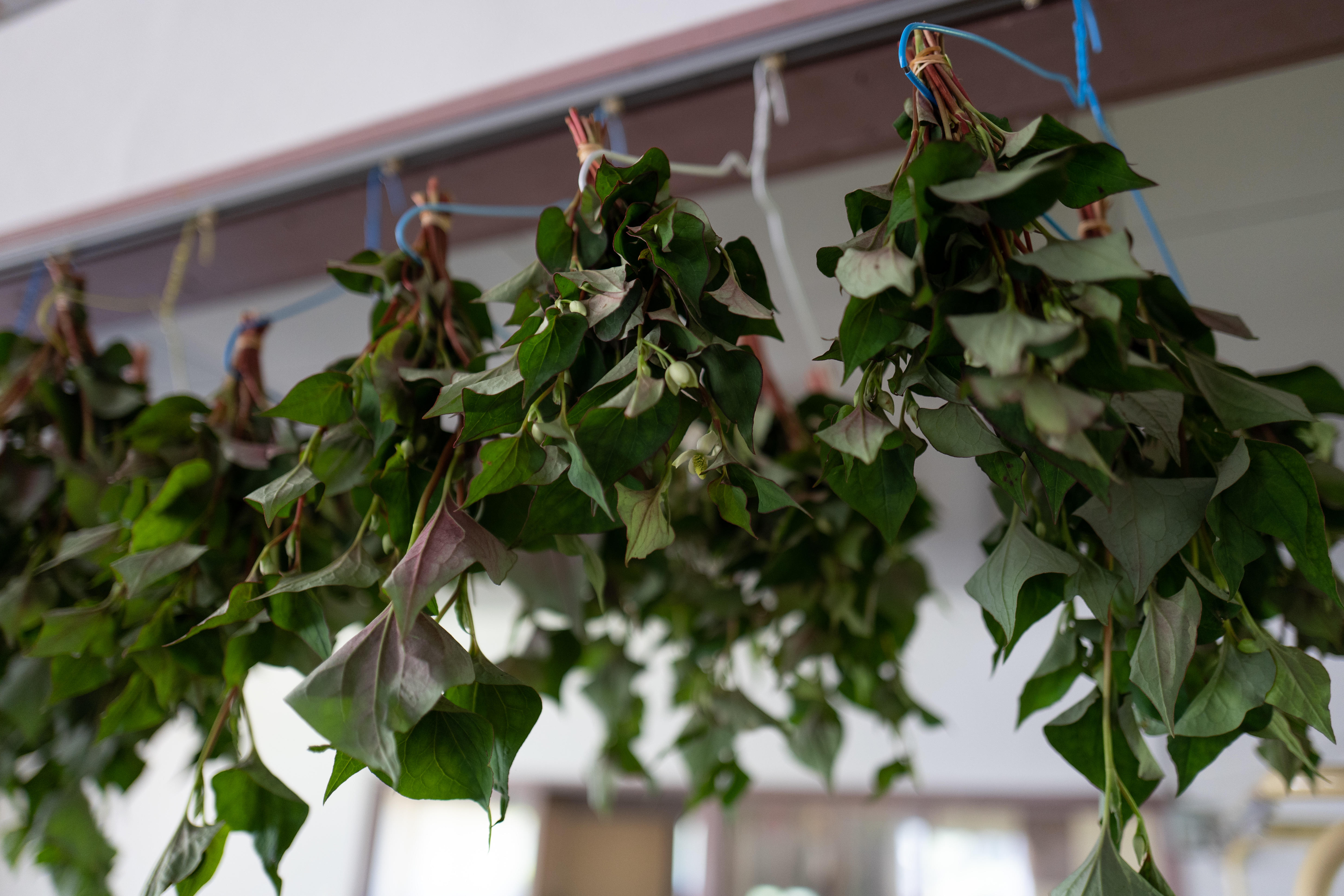 摘み草茶　どくだみ　tretre