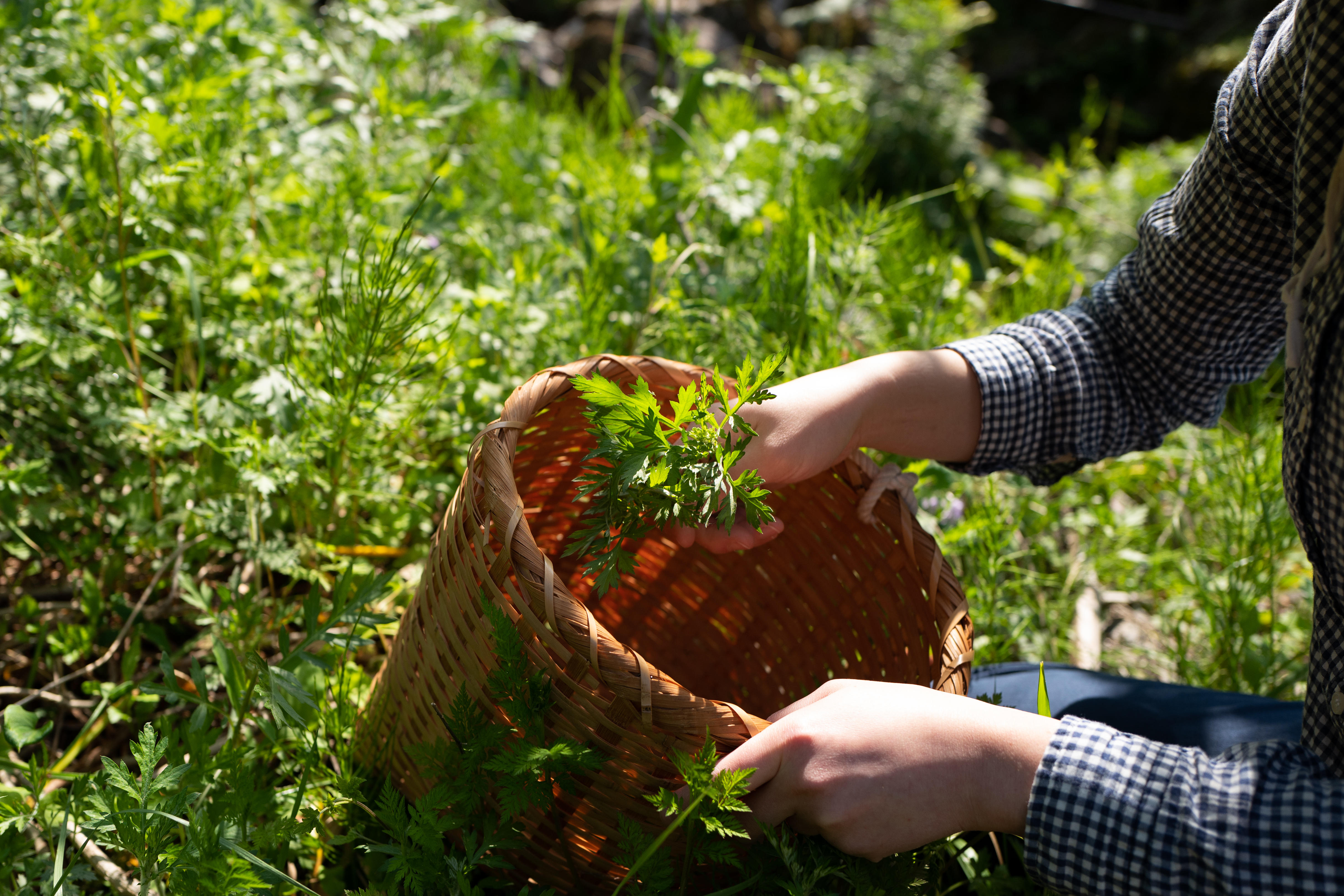 摘み草茶　よもぎ　tretre