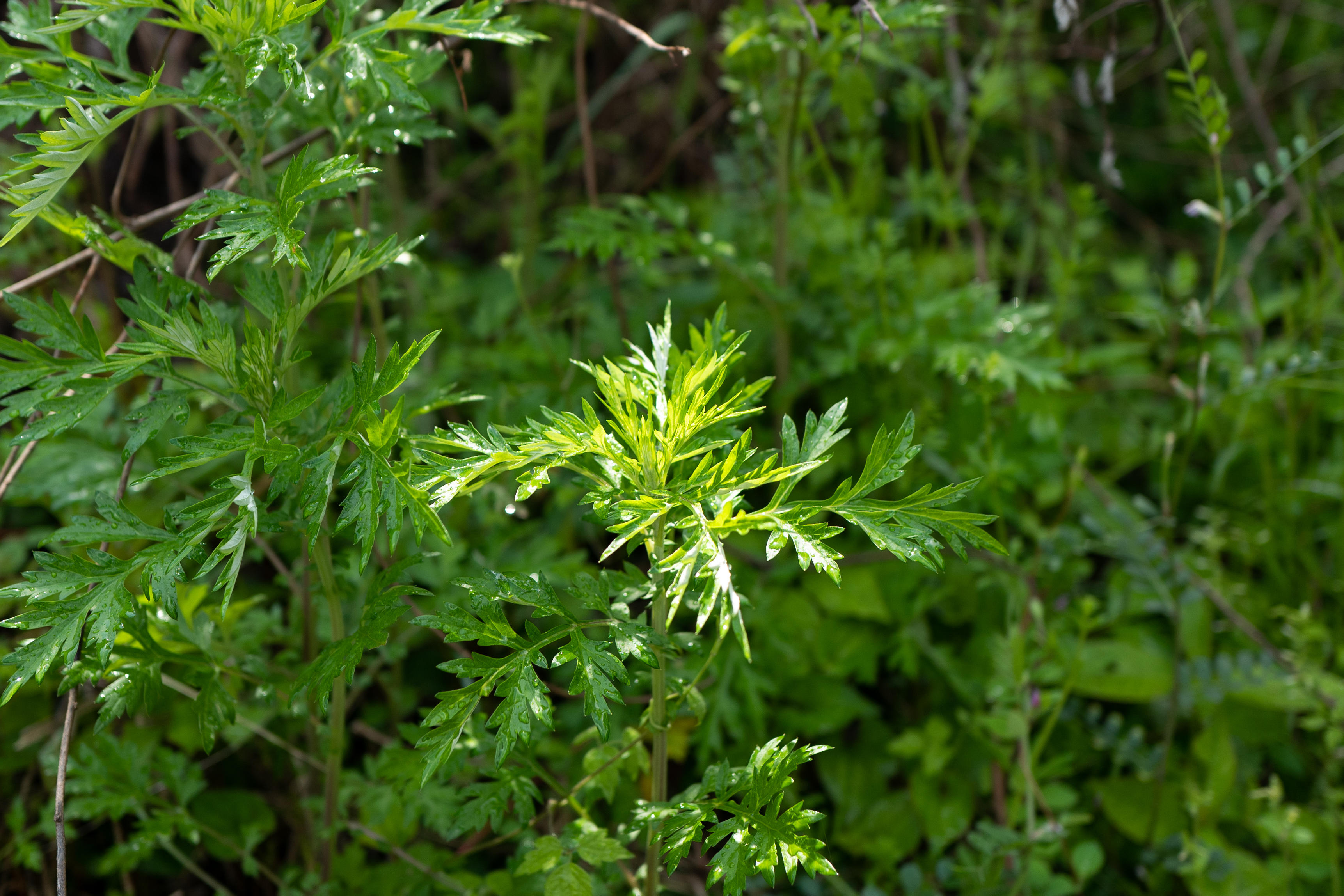 摘み草茶　よもぎ　tretre