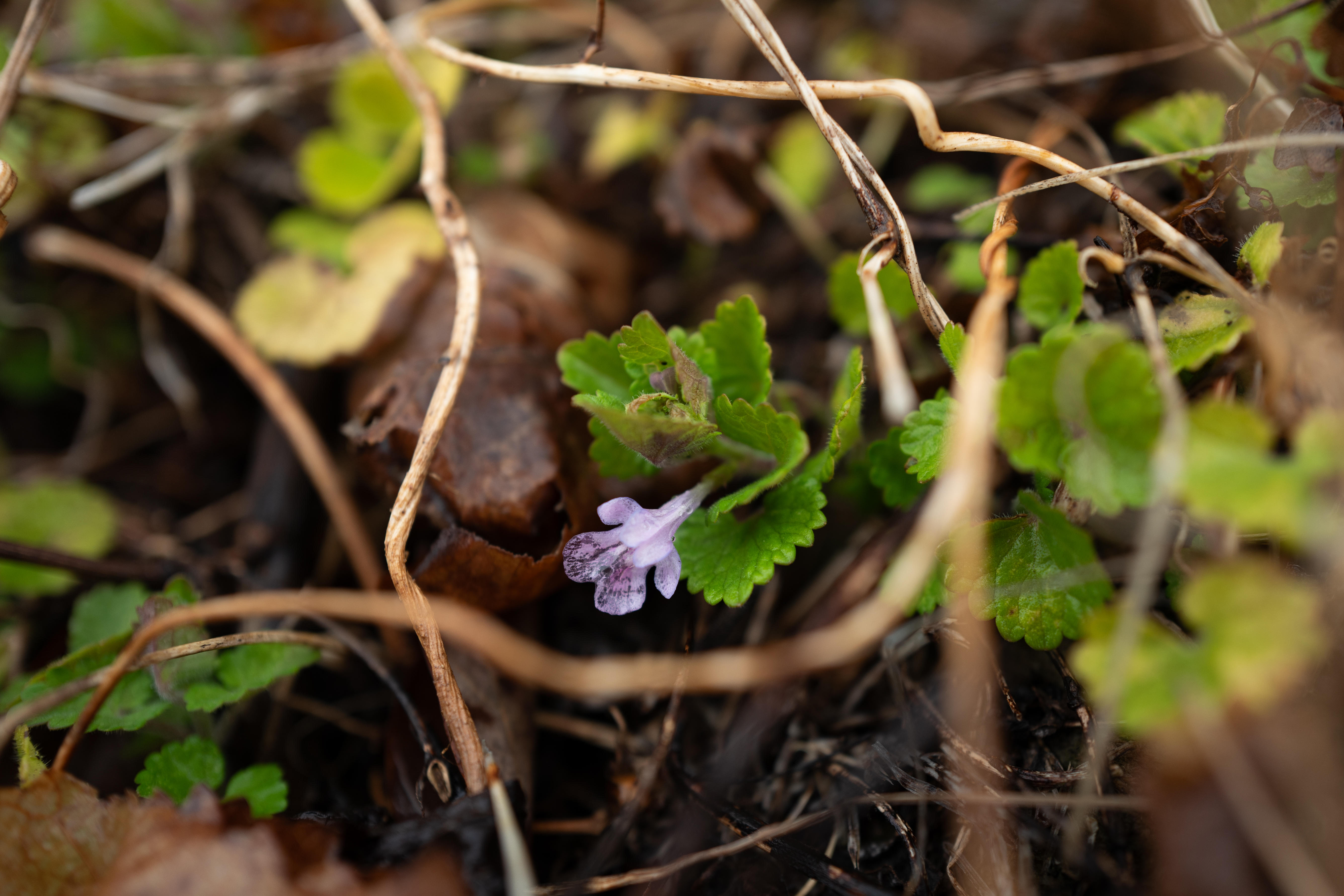 摘み草茶　かきどおし　tretre