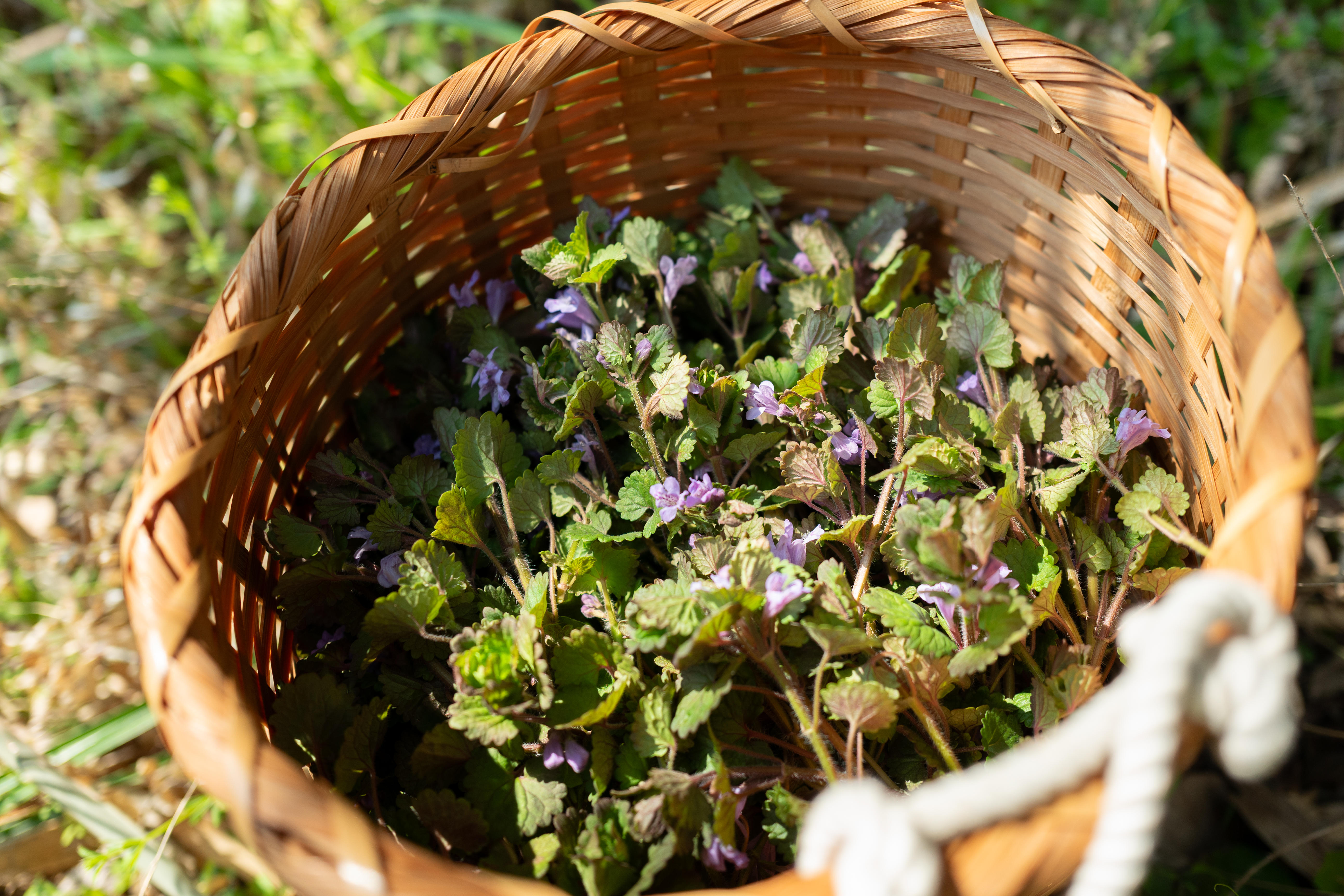摘み草茶　かきどおし　tretre