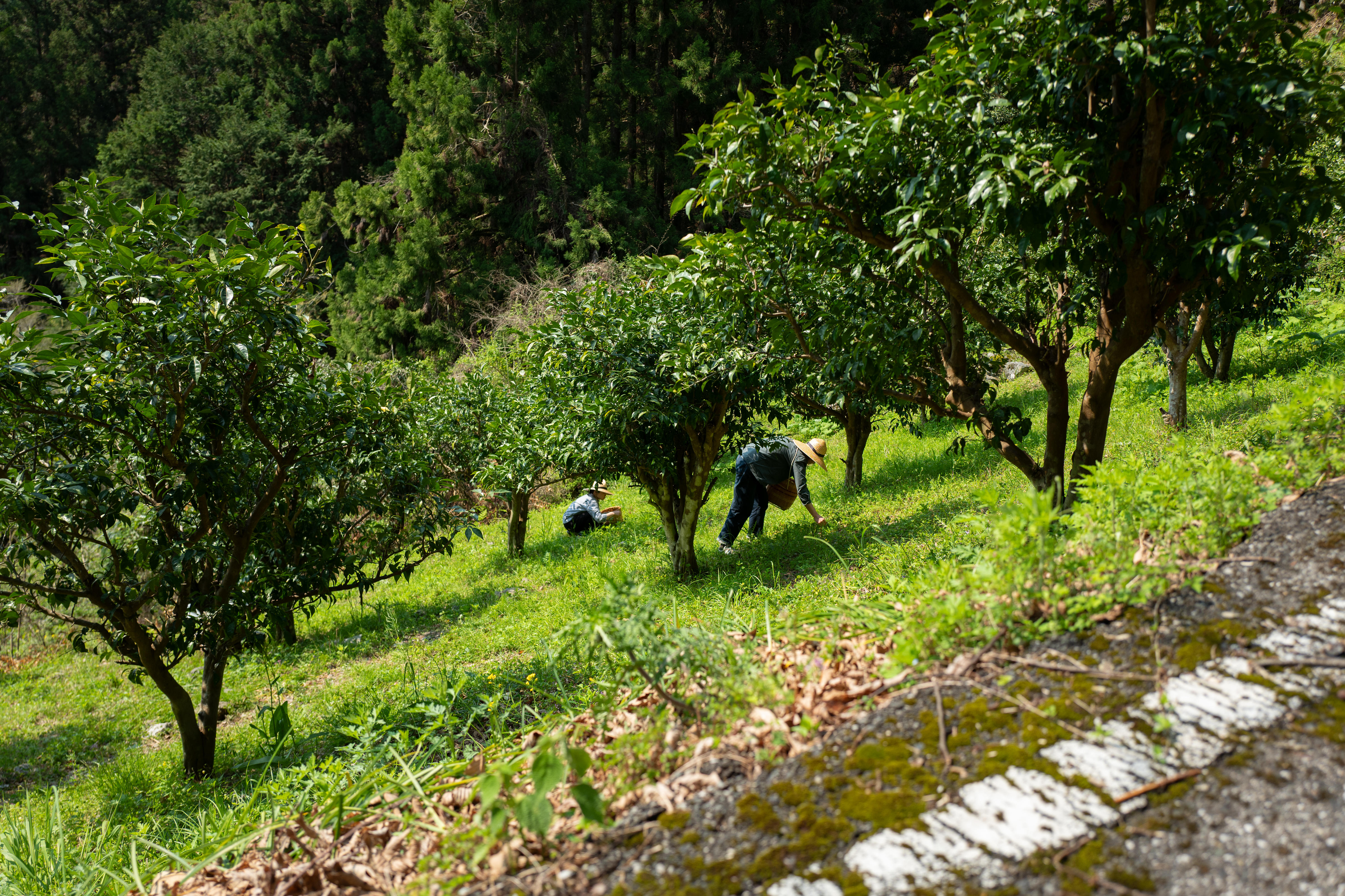 摘み草茶　かきどおし　tretre