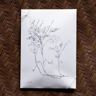 摘み草茶　よもぎ　tretre