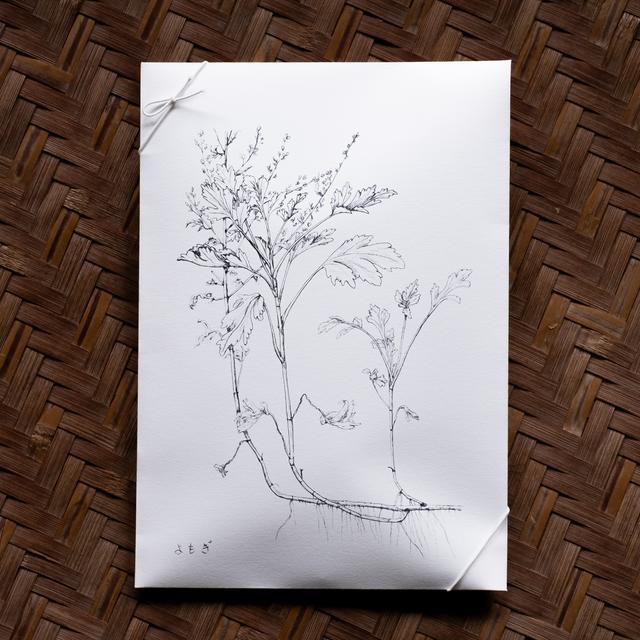 摘み草茶　よもぎ　tretre