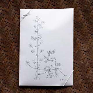 摘み草茶　かきどおし　tretre