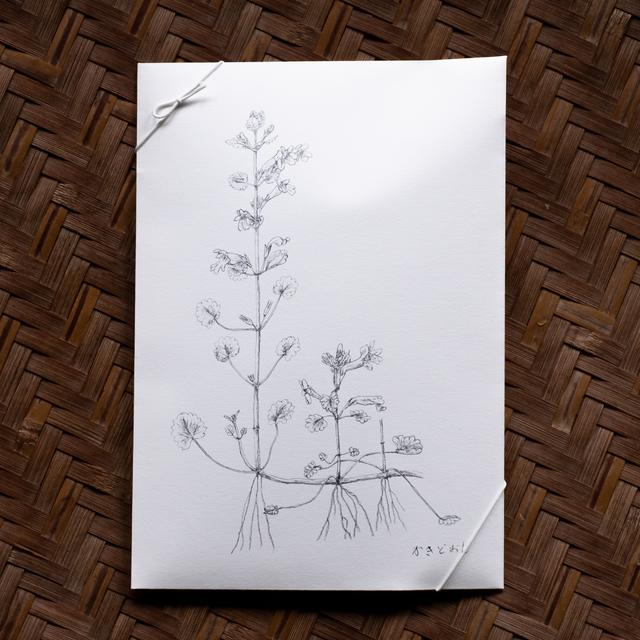 摘み草茶　かきどおし　tretre