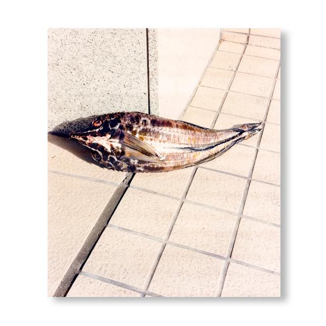 【初版700部／サイン入り】TOKYO FISHGRAPHS II by Naohiro Harada　原田直宏 写真集