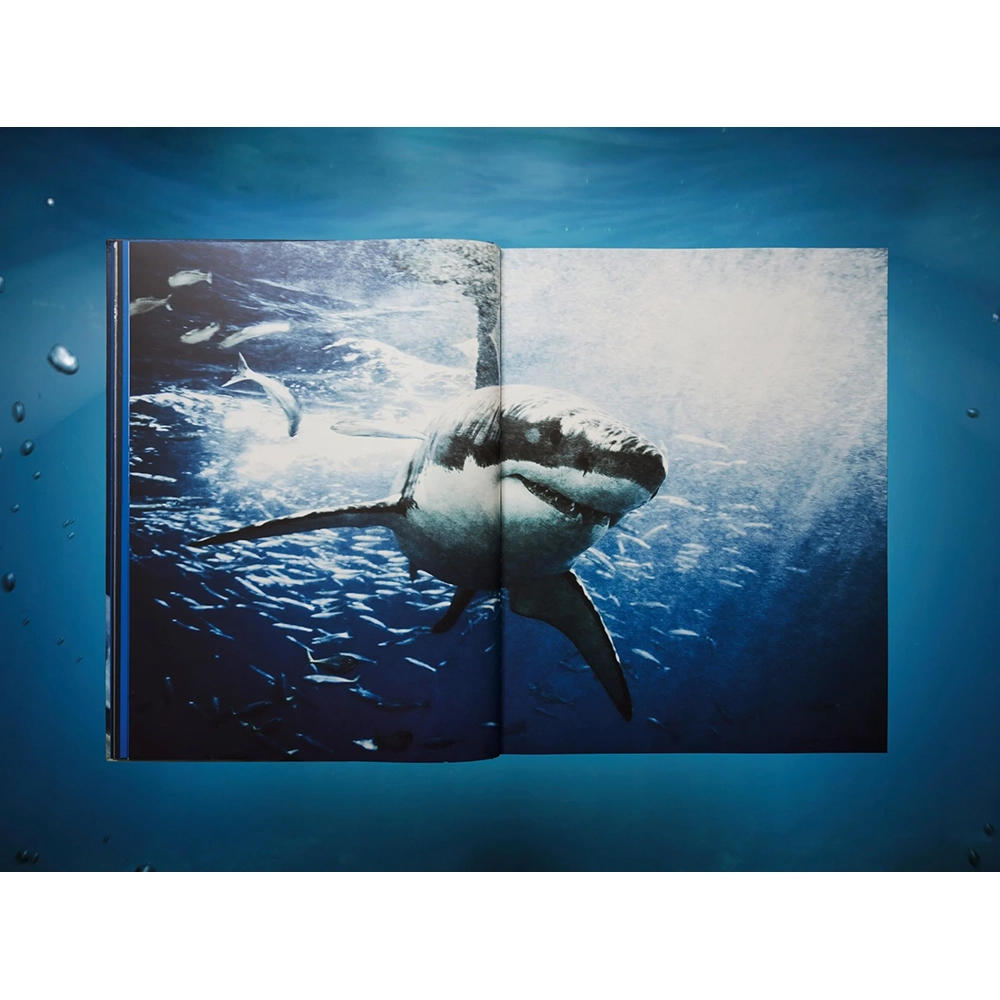 【Collector’s Edition】Michael Muller. Sharks (マイケル・ミュラー) 写真集 ※ご注文より1週間～10日程度で発送予定