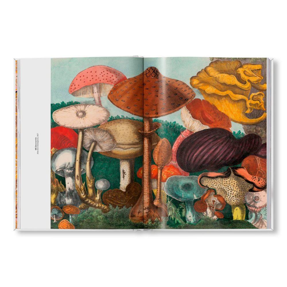 THE GOURMAND'S MUSHROOM. 